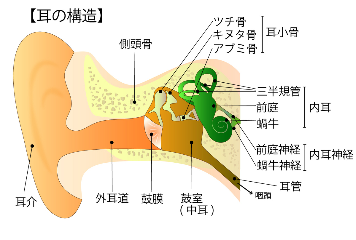  Foto zu 【基礎から学ぶ】耳の構造と機能（平衡感覚・聴覚）【解剖生理学】 - PTOT国試対策 ー西島ゼミー 
