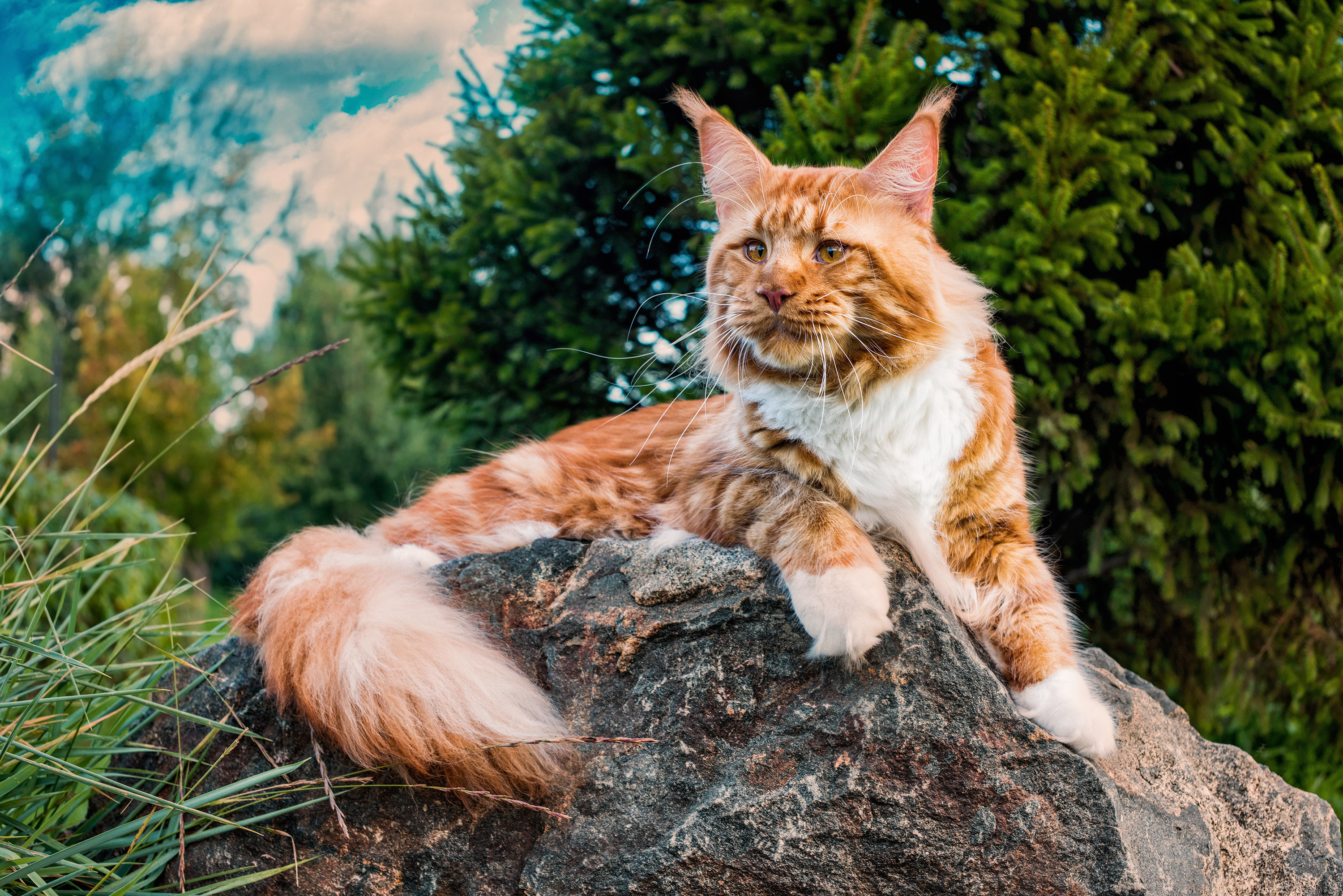 Muscular Cat Breed CFA Cat Breeds 2025: Rise Of The Majestic Maine
