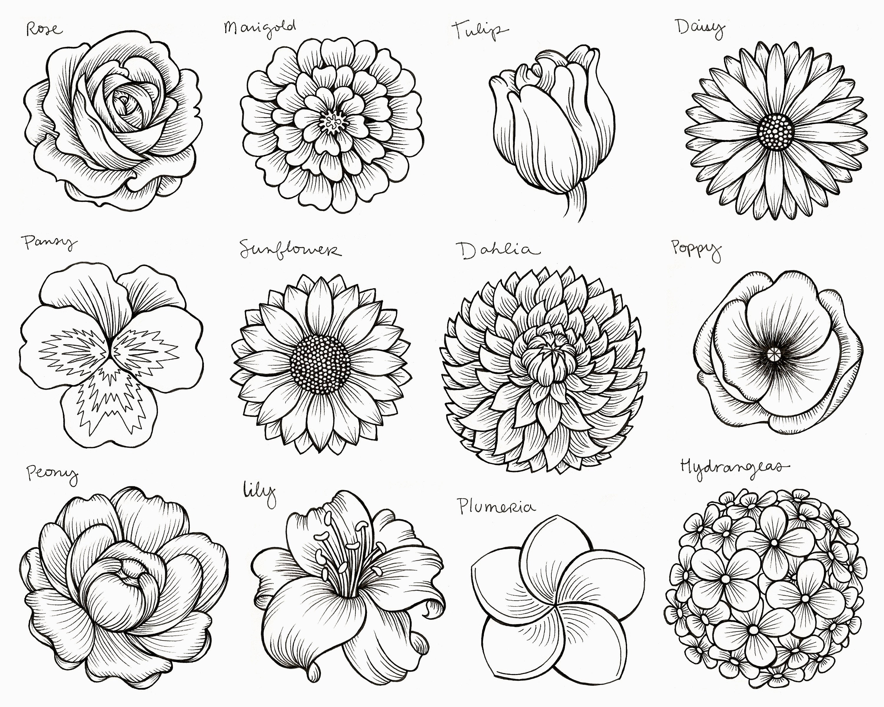 Flowers Drawing Collection set of flower drawing illustration
