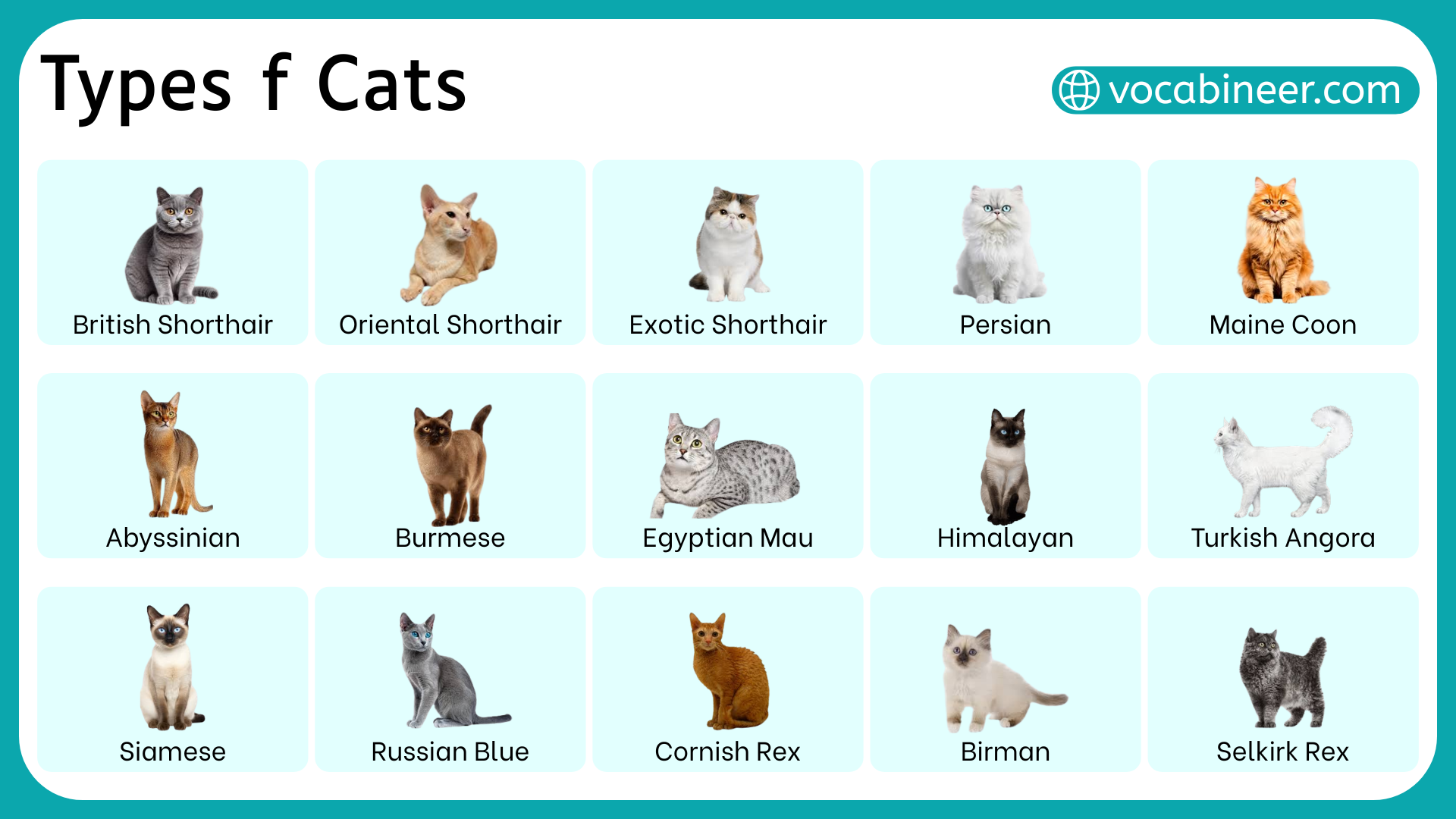 Different Types Of Cat The 15 Cutest Indoor Cat Breeds | Chuckanut