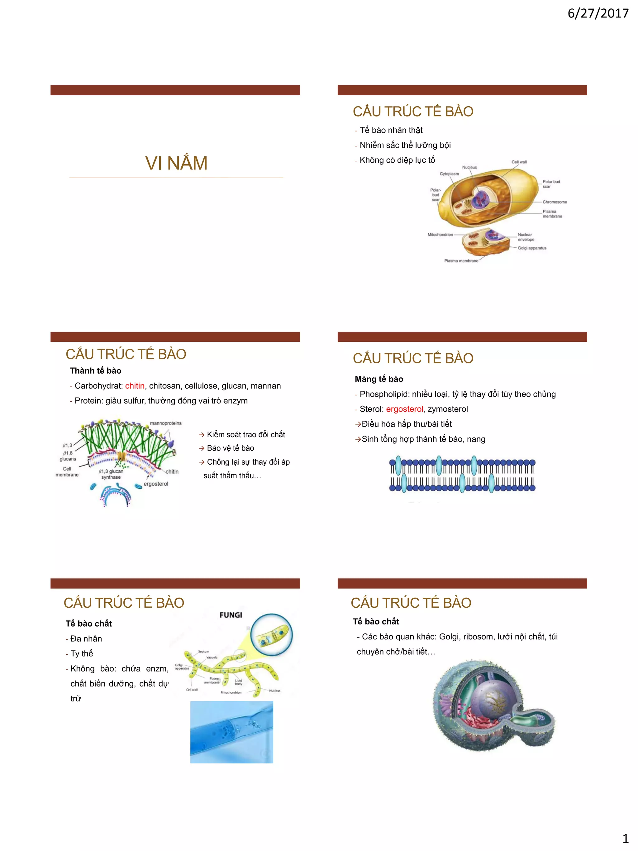  Vi Nấm 