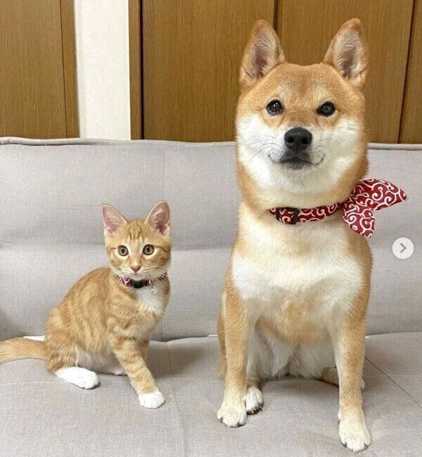 まさかの方法で子猫のお家訪問！ 飼い主に「誤算でした」と言わせた柴犬の行動が笑える｜いぬのきもちWEB MAGAZINE