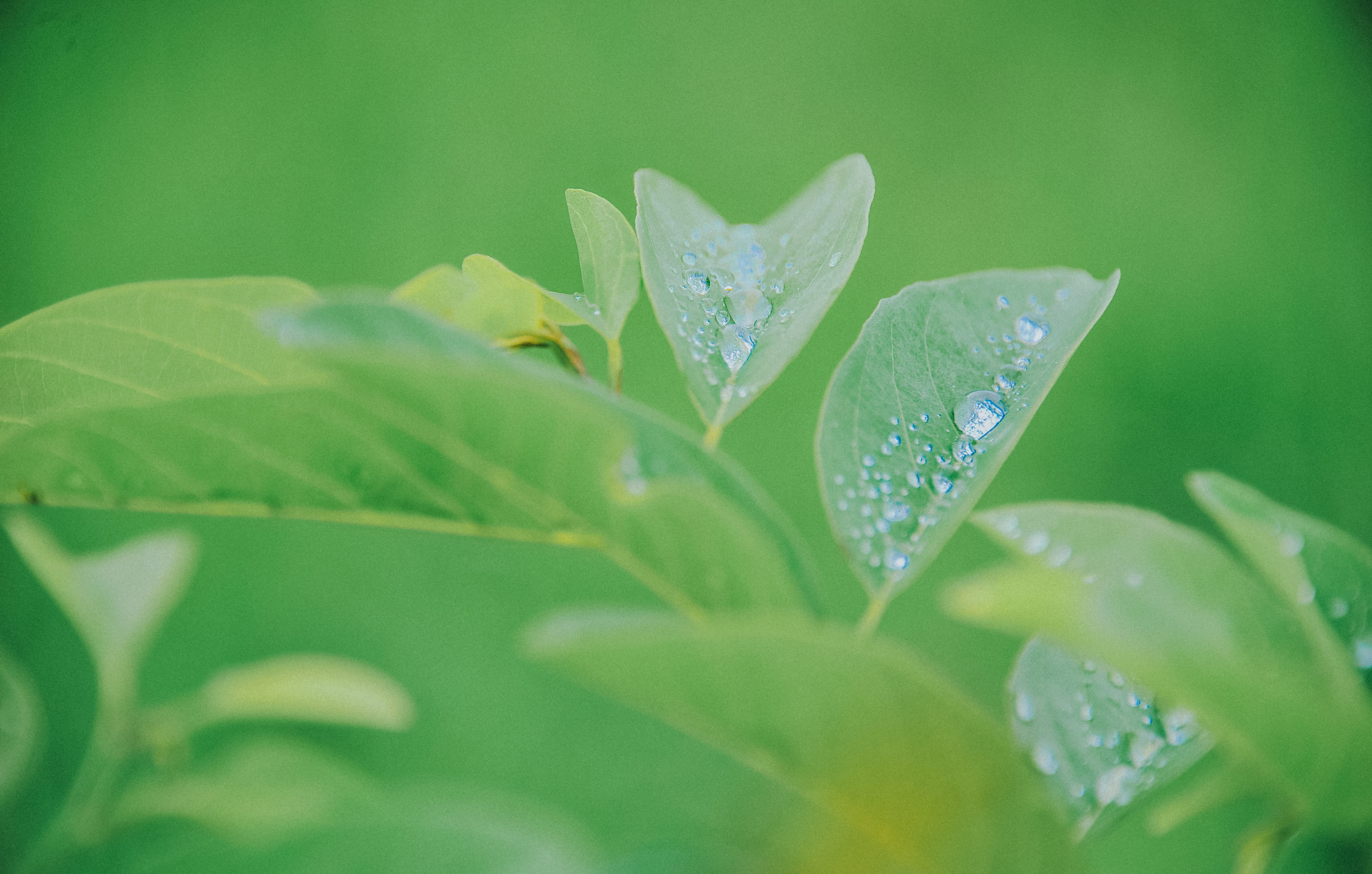 Gambar : rumput, hijau, air, daun, embun, fotografi makro, merapatkan