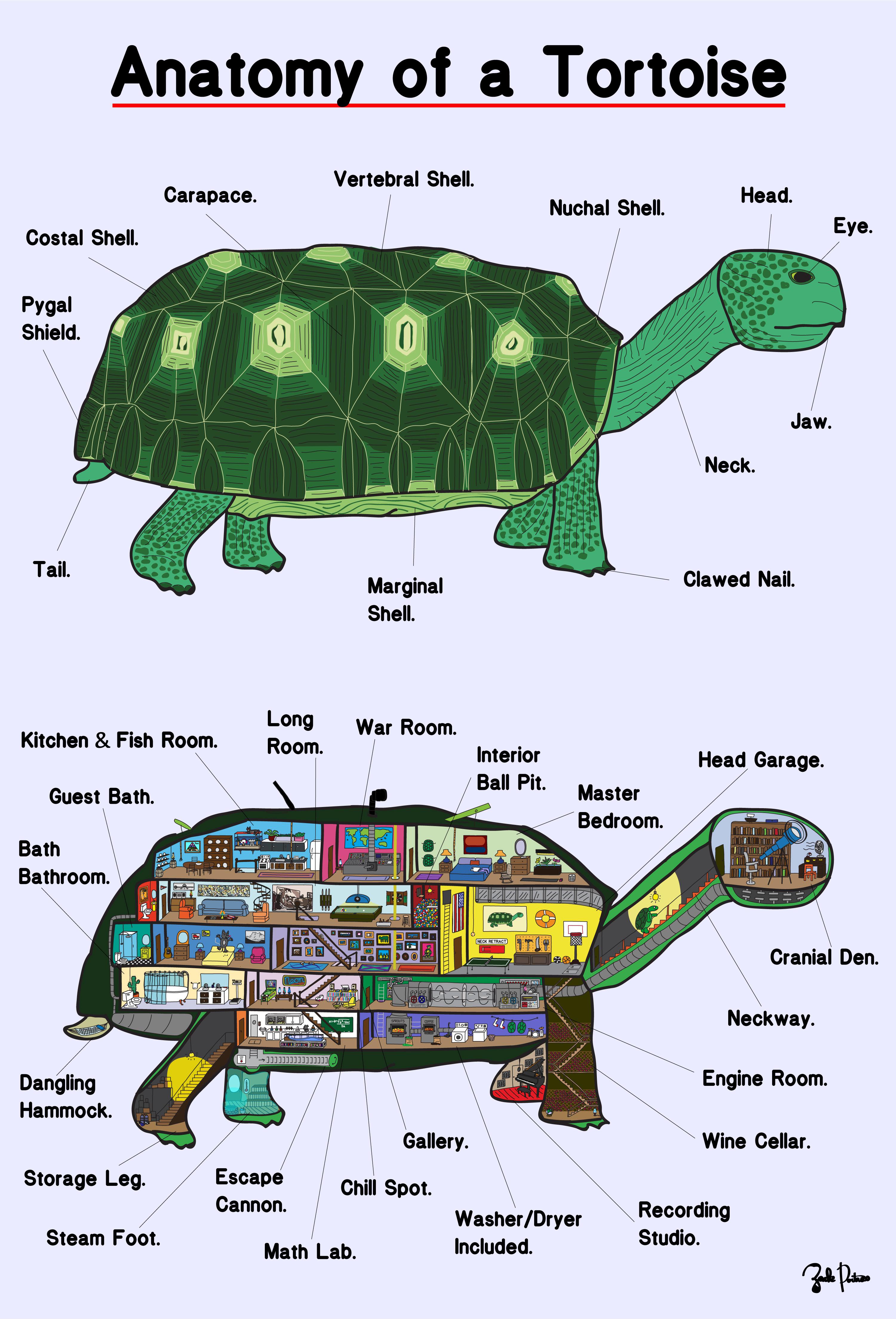  Turtle Anatomy Illustration 