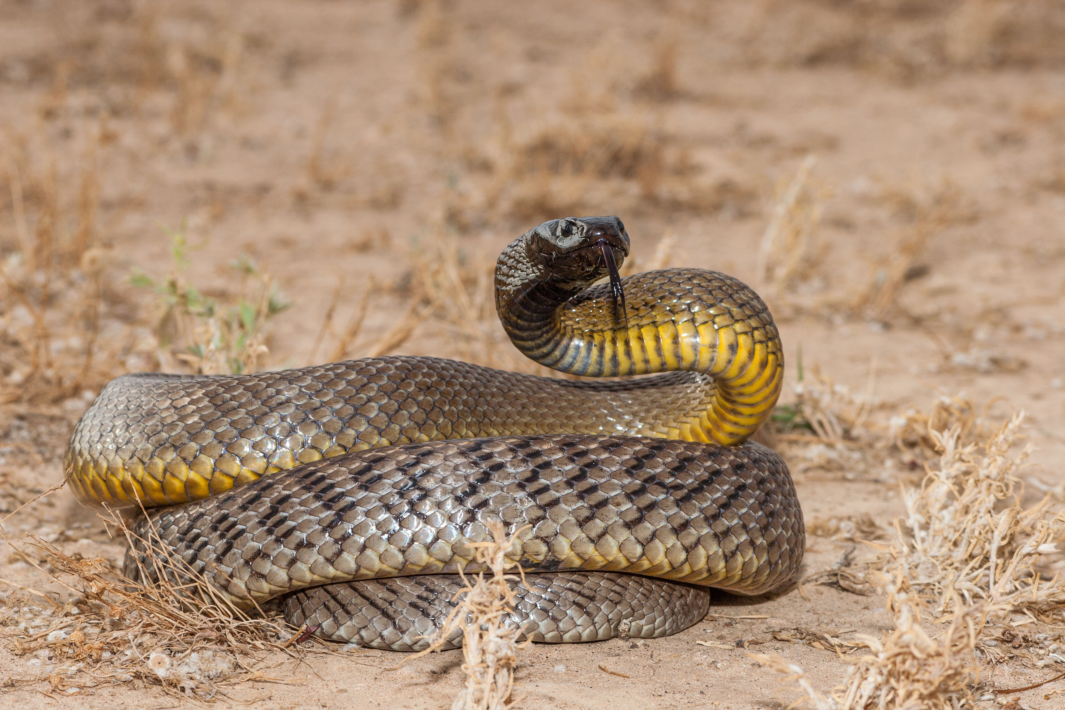  Foto zu Nag Panchami 2020 Nag Panchami: Which are the deadliest snakes in the 