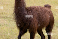 llama animal in spanish llama animal in spanish