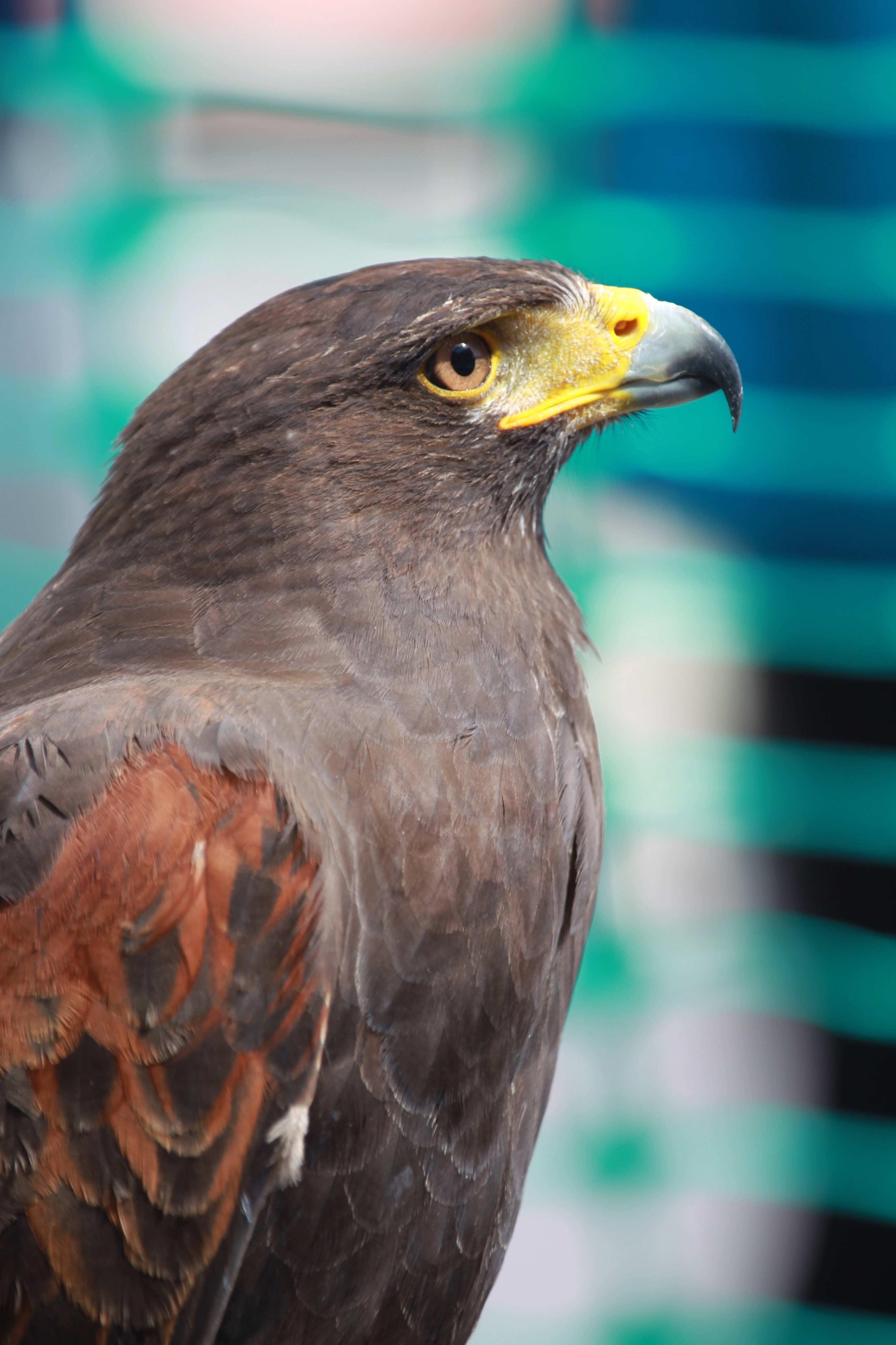  Free Images : nature, wing, wildlife, beak, predator, hawk, avian Motiv 