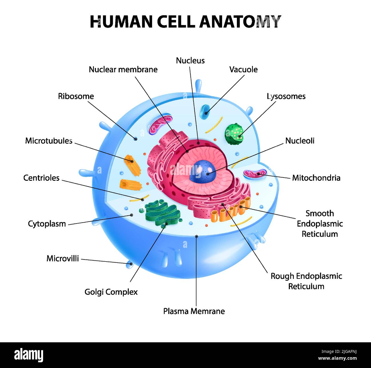 Realistic human cell anatomy diagram infographic poster vector