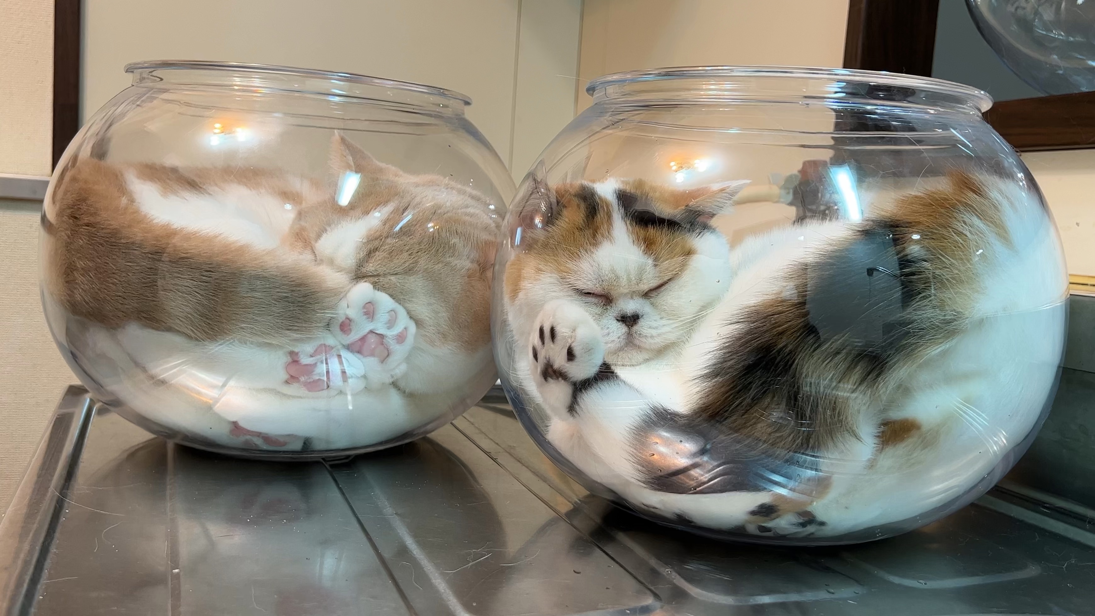  猫は液体説を裏付ける写真集が発売！ 液体のように変幻自在に姿を変える “液体猫” を128ページに渡って楽しめます 
