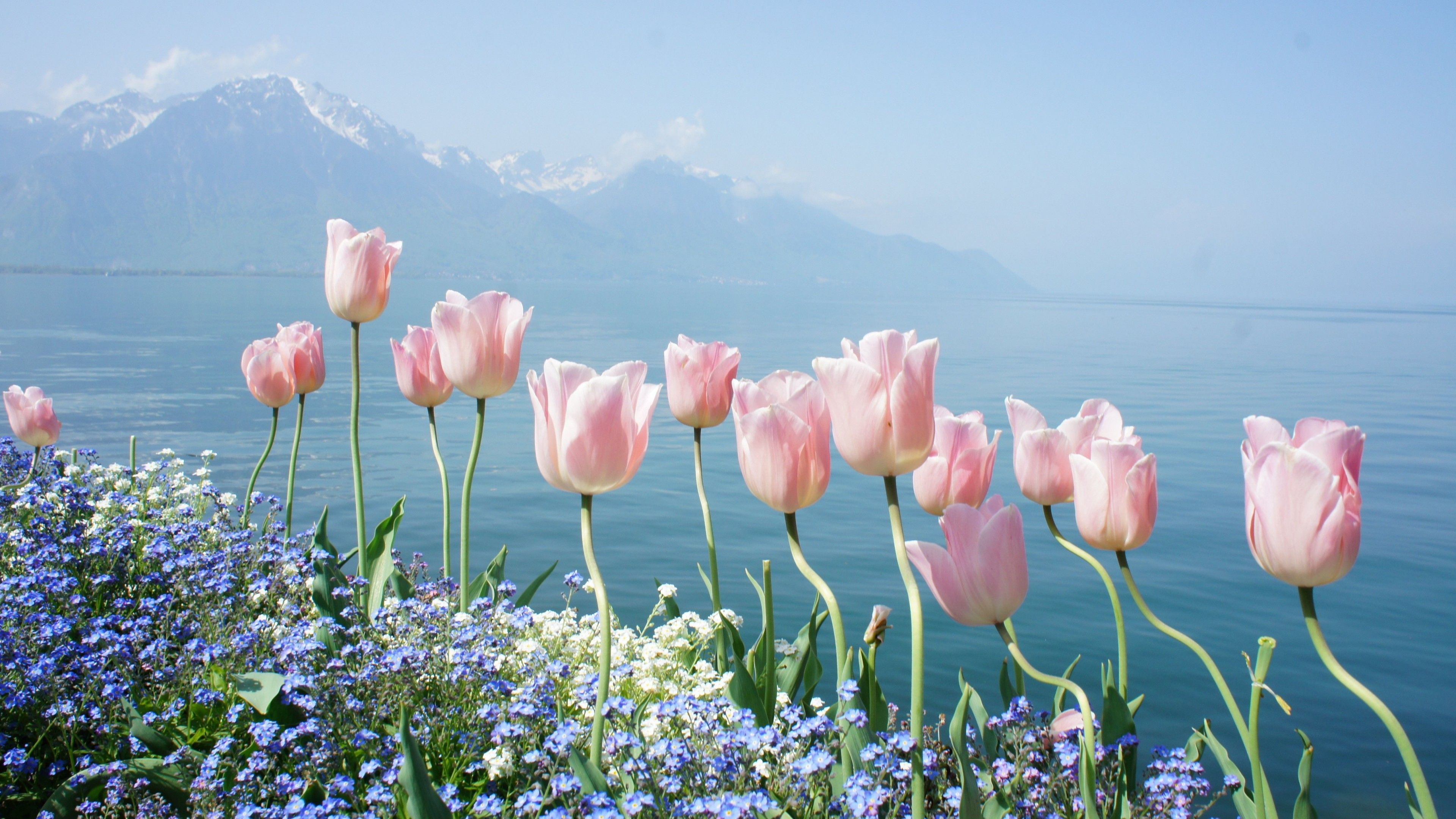  Tulips Flower 4k Wallpapers - Wallpaper Cave Motiv 