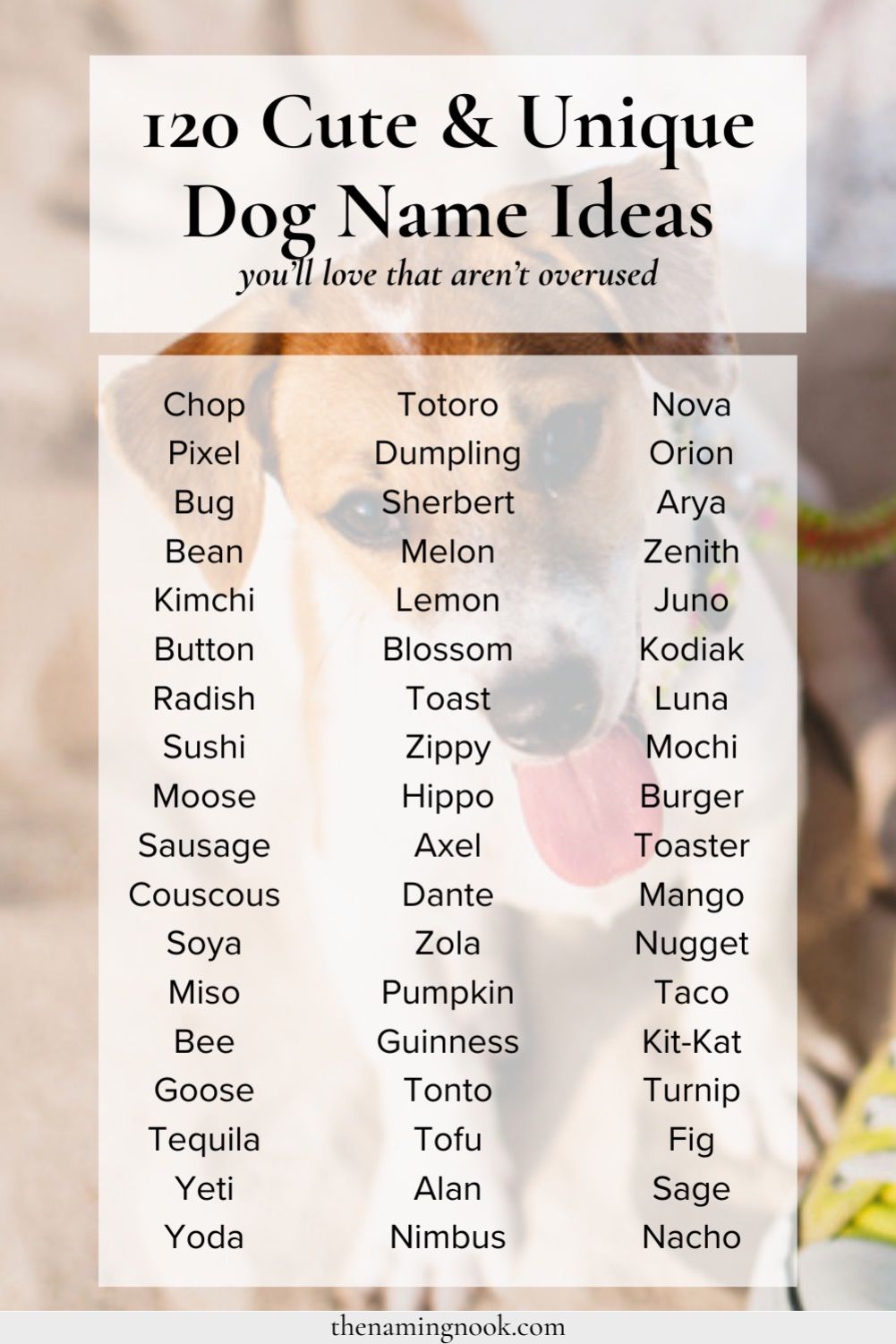  120 unique cute dog names you’ll love cute animal names unique dog Motiv 