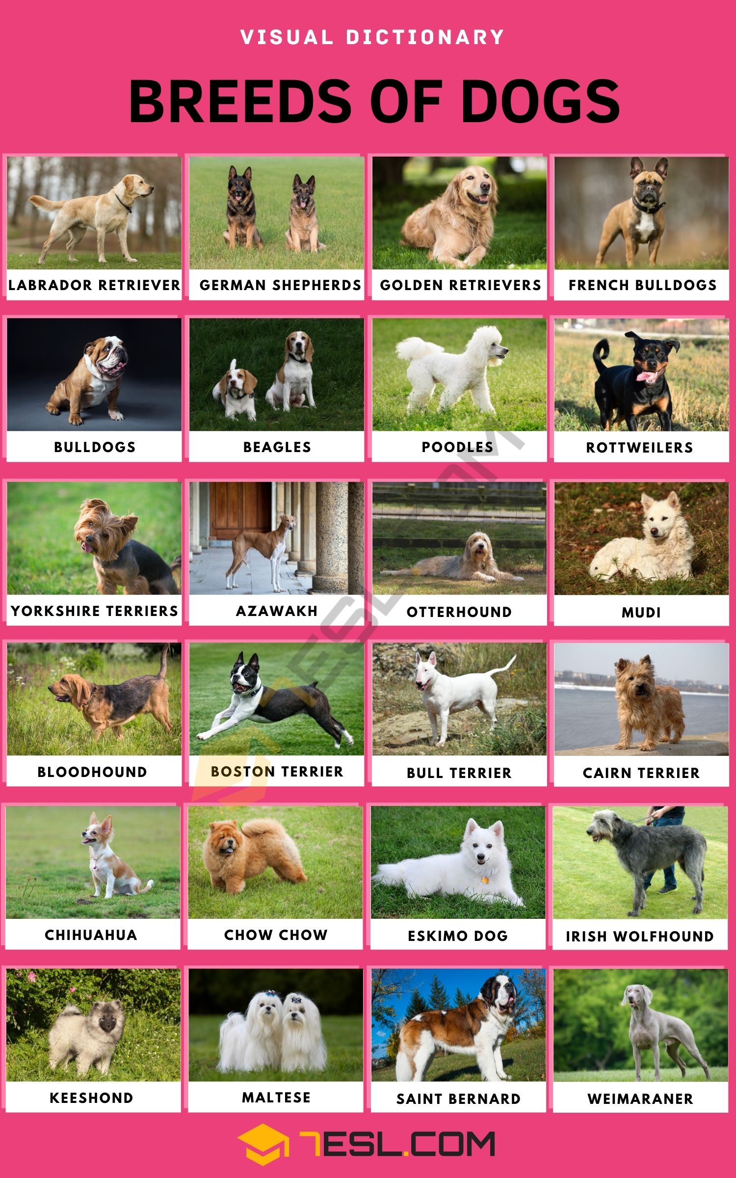 Dog Breeds List (A-Z): Names, IPA, and English Vocabulary • 7ESL