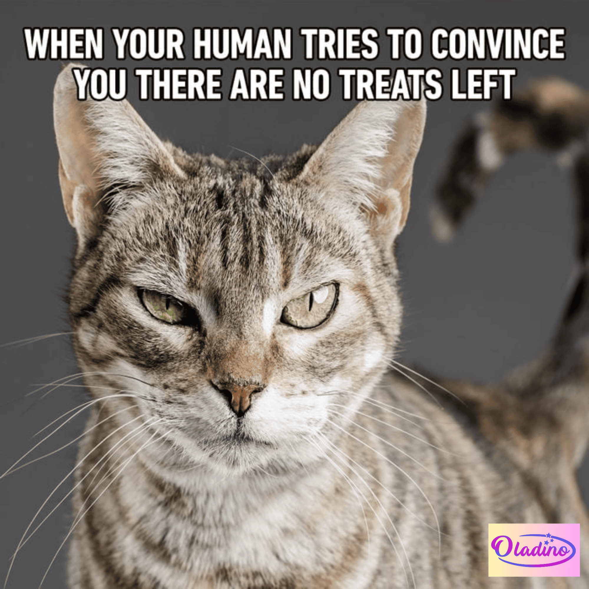  Funny Cat Pix Motiv 