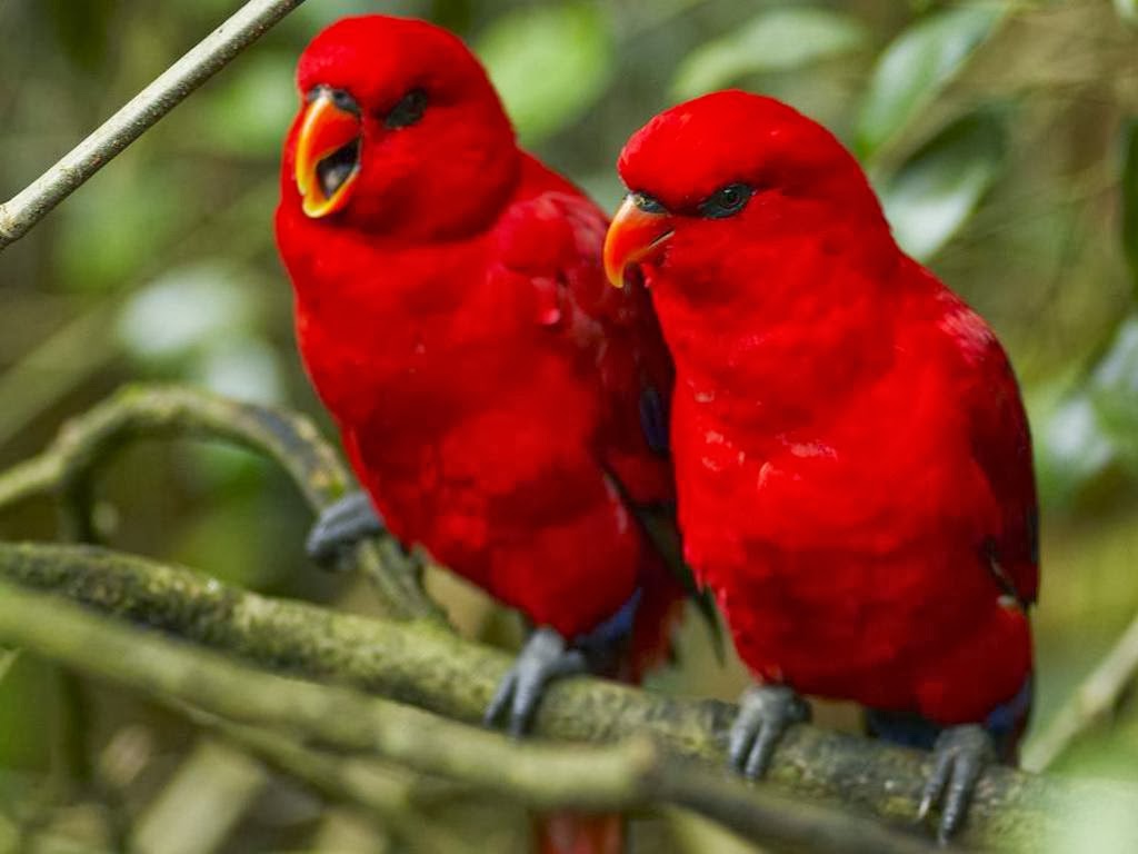 Beautiful Nice and Lovely Birds Images - Duul Wallpaper