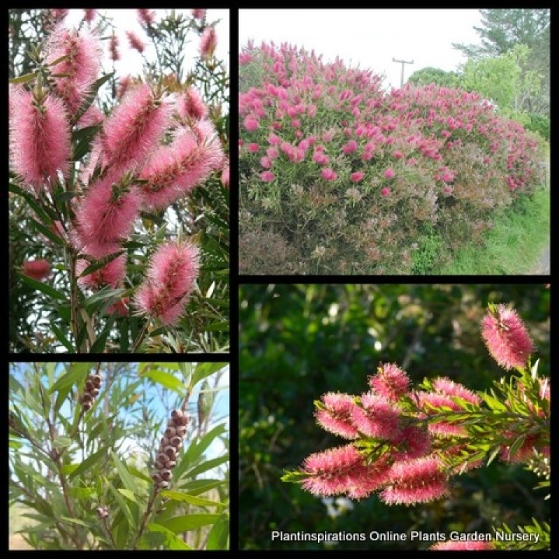 Bottlebrush Injune 1 Plants Pink Native Shrubs Callistemon quercinus
