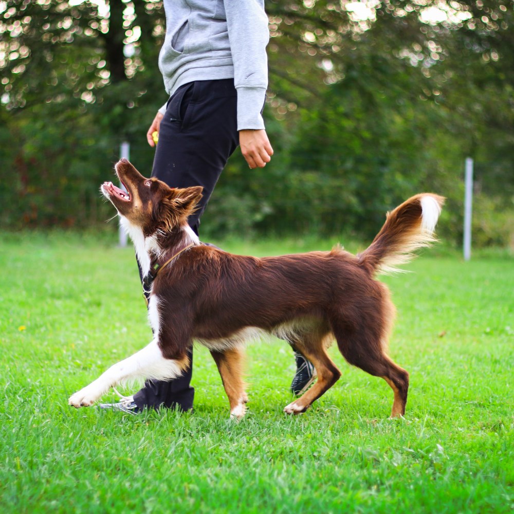  When Should A Dog Start Obedience Training Illustration 