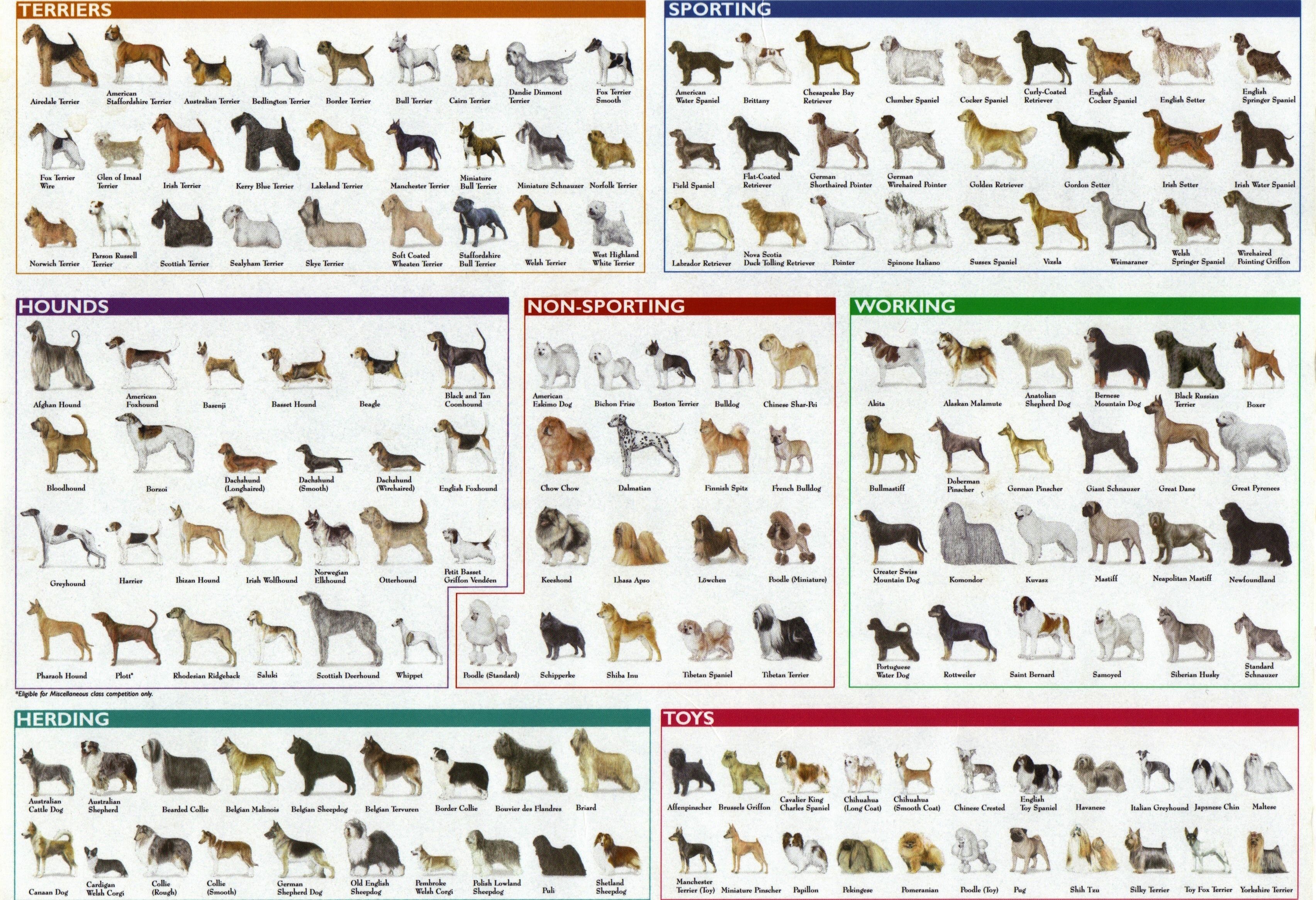 Dog Breeds List