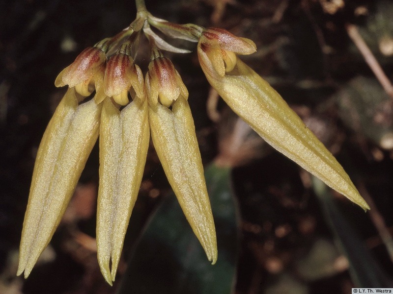 Bulbophyllum retusiusculum Rchb.f.