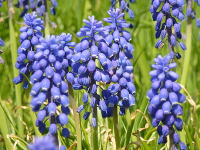 Free photo: forest flowers, forest, flower, blossom, bloom, spring
