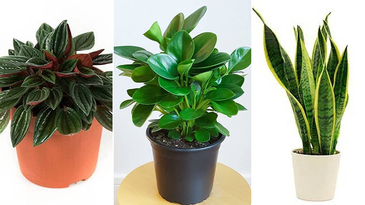 Add Greenery To Home | Buy Live Plants From Amazon | Indoor Plants