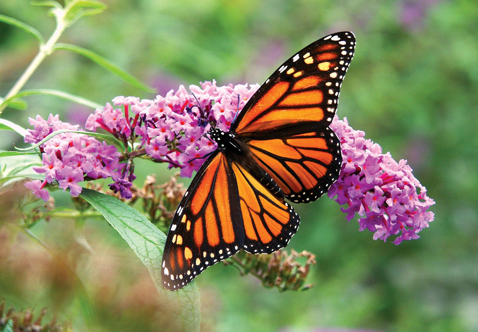 Butterfly - Free Word Template