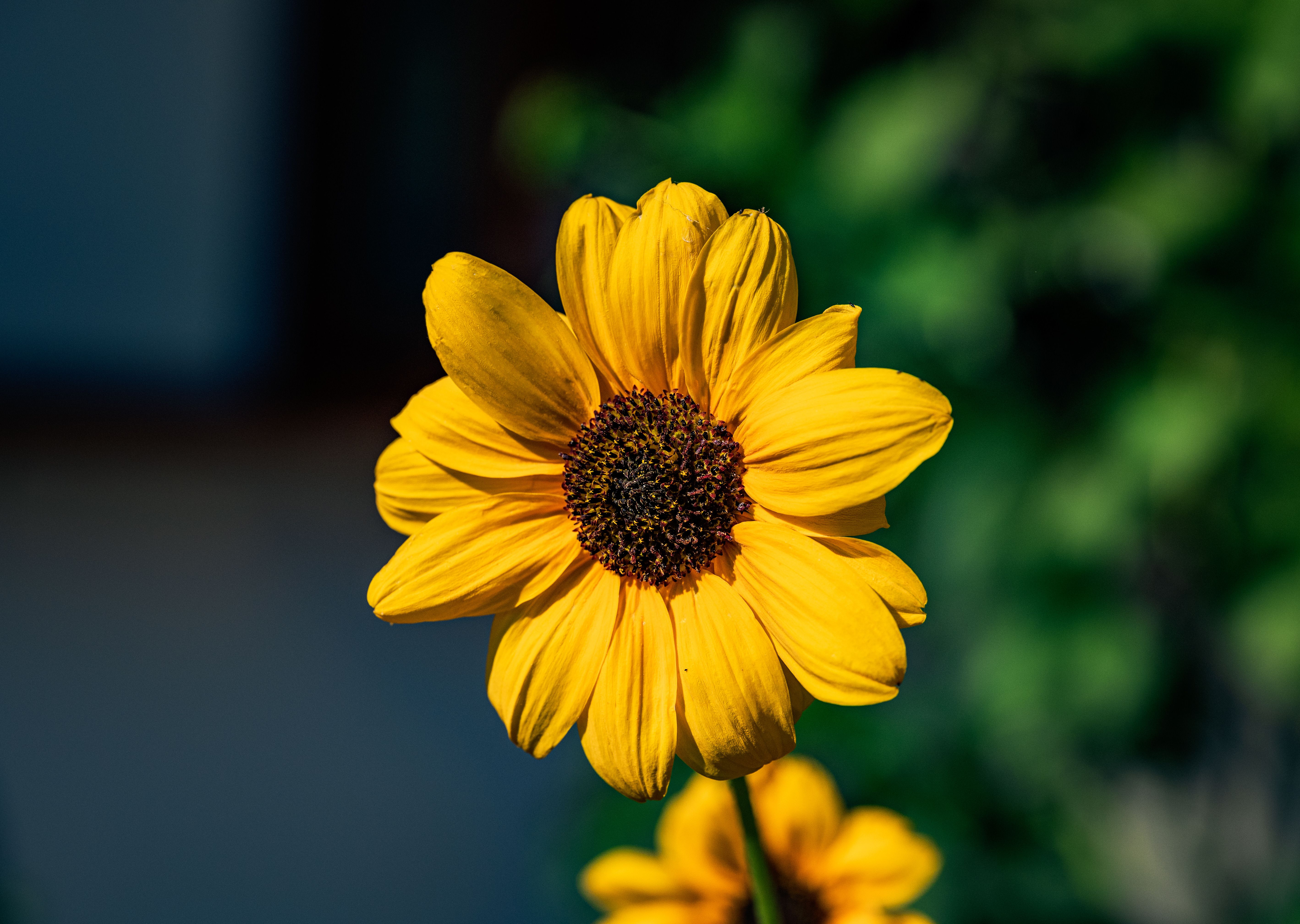  Foto zu Nature Background Images Photos, Download The BEST Free Nature 