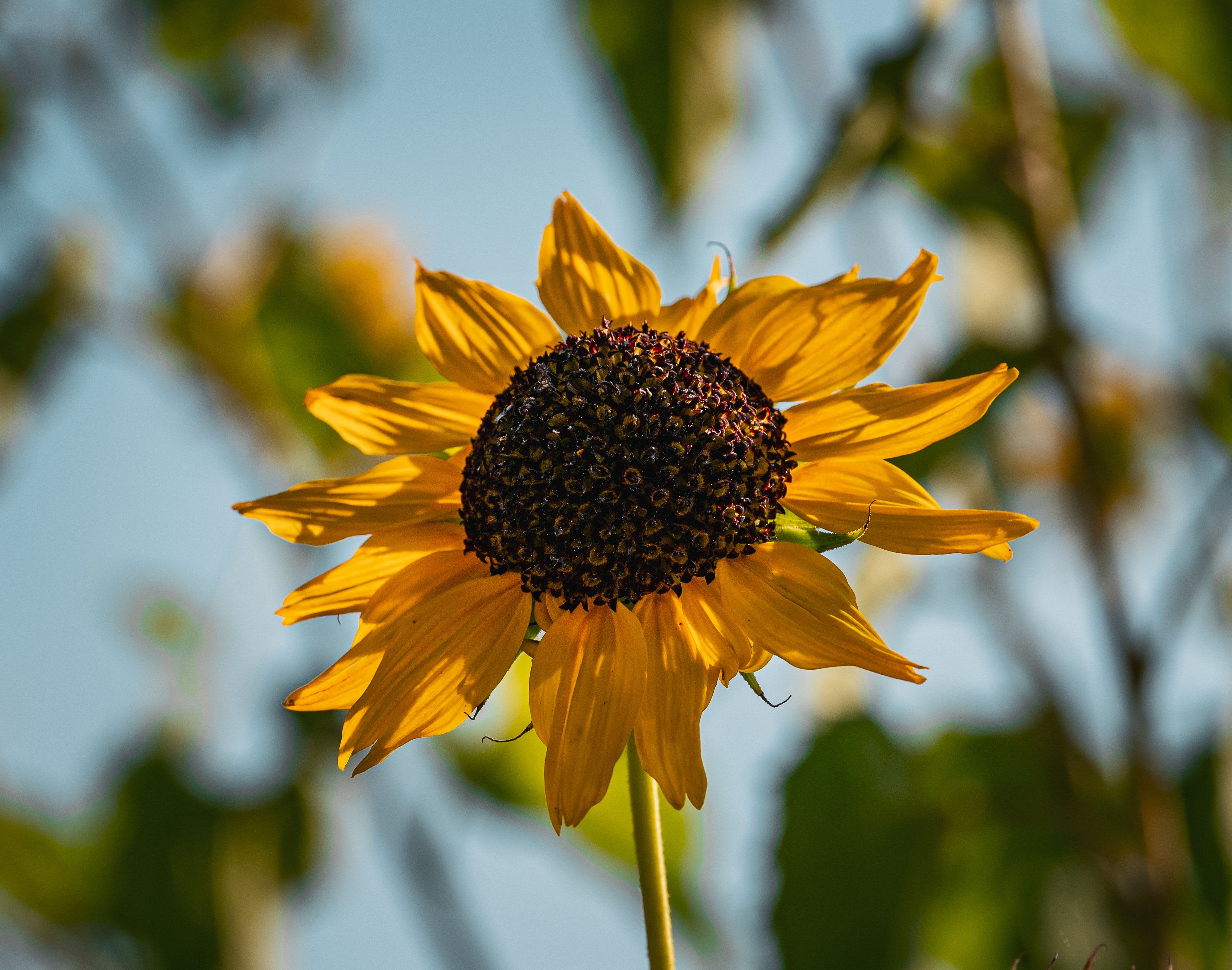 Free Images No Copyright Photos, Download The BEST Free Free Images No