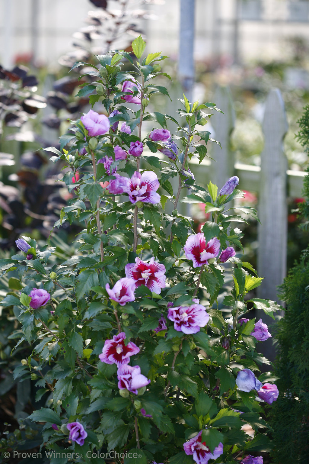 Purple Pillar - Rose of Sharon - Hibiscus