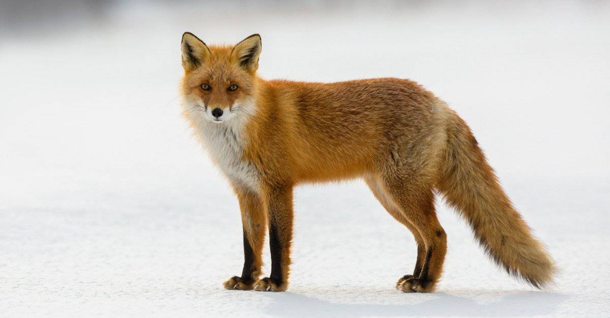  A-Z Animals 