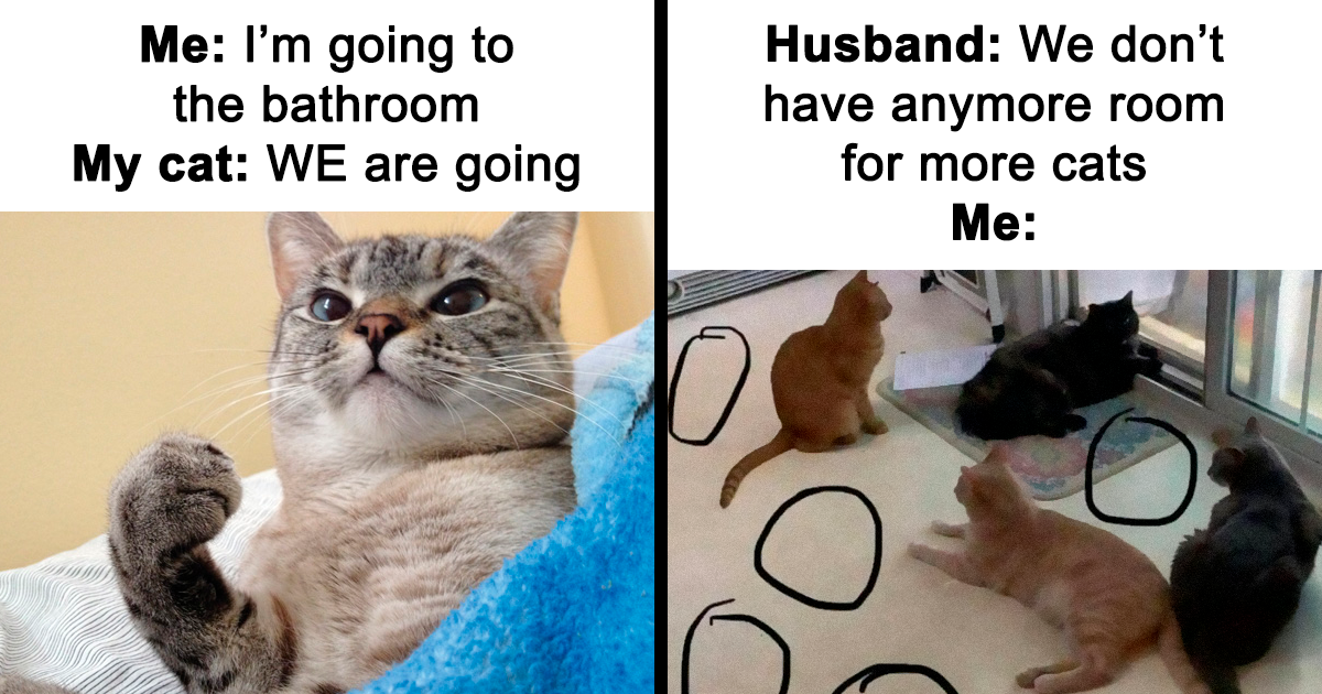  50 Funny And Relatable Cat Memes That Might Make You Want To Rescue A 