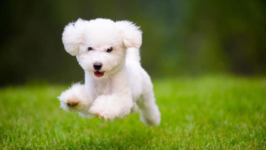  Foto zu Types Of Toy Dogs 