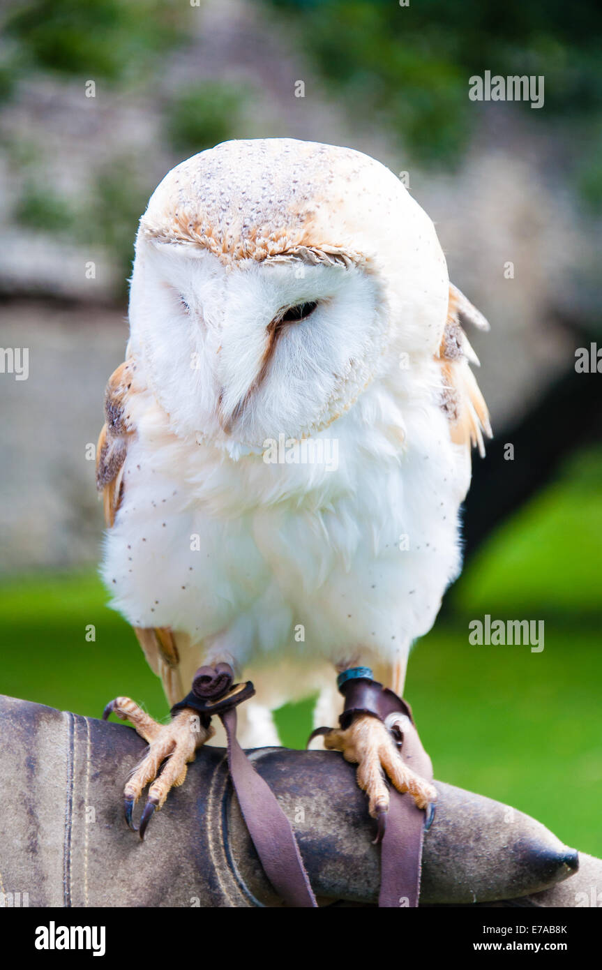 View of Barn owl sitting on falconer glove Stock Photo - Alamy