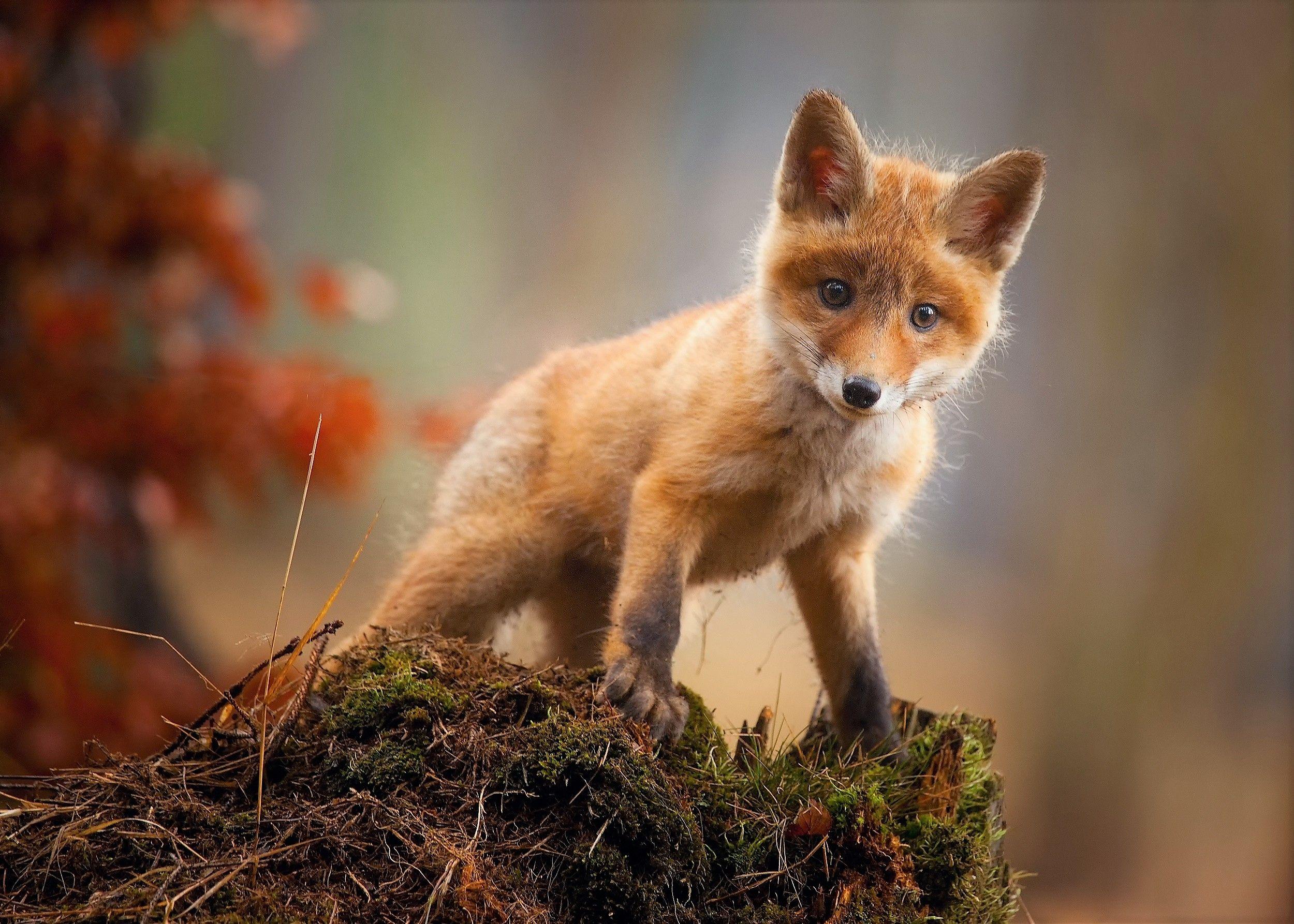  Fox 4K Wallpapers - Top Free Fox 4K Backgrounds - WallpaperAccess Bildidee 