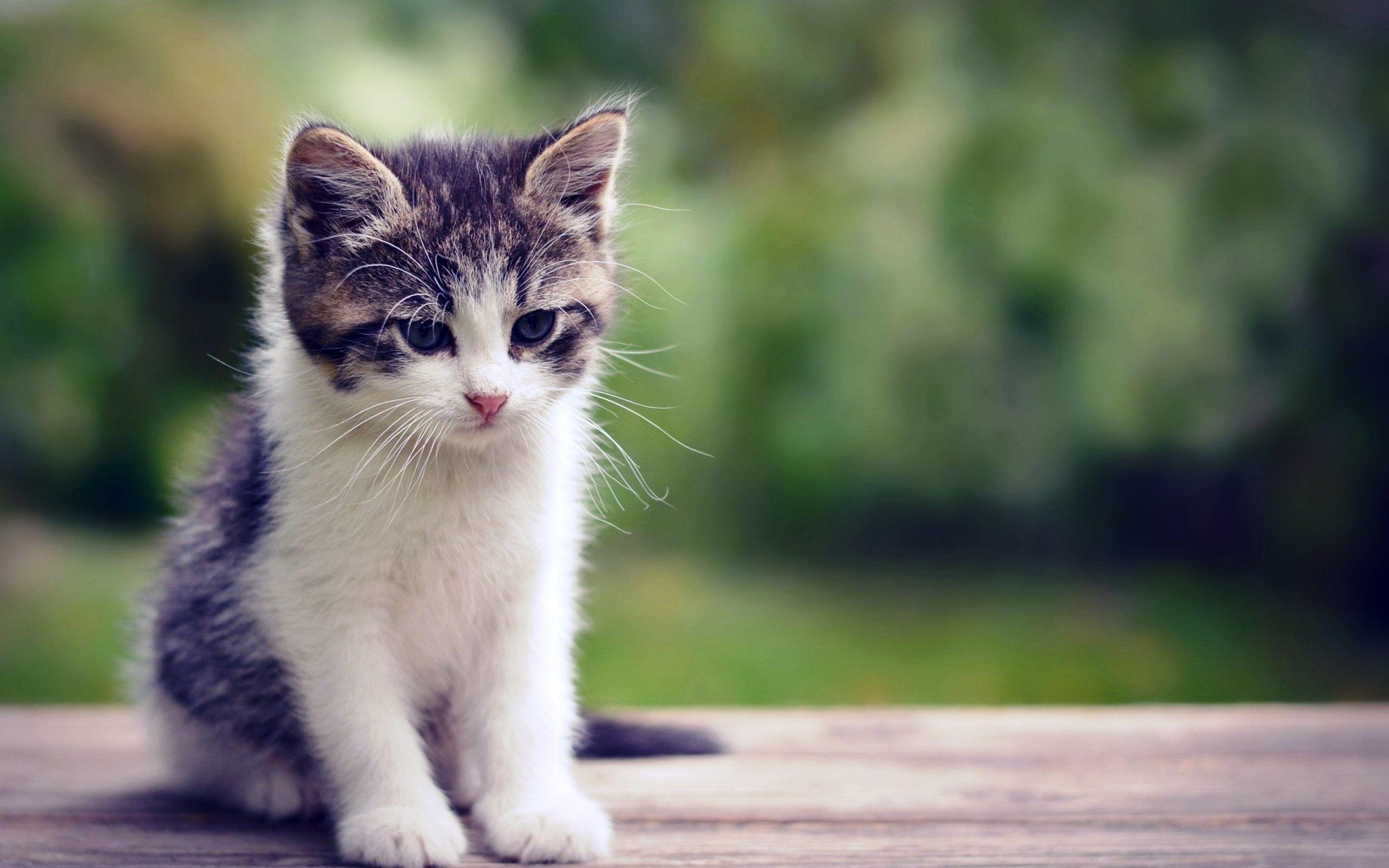 Cat Brings Live Frog into House as Gift - Animals World