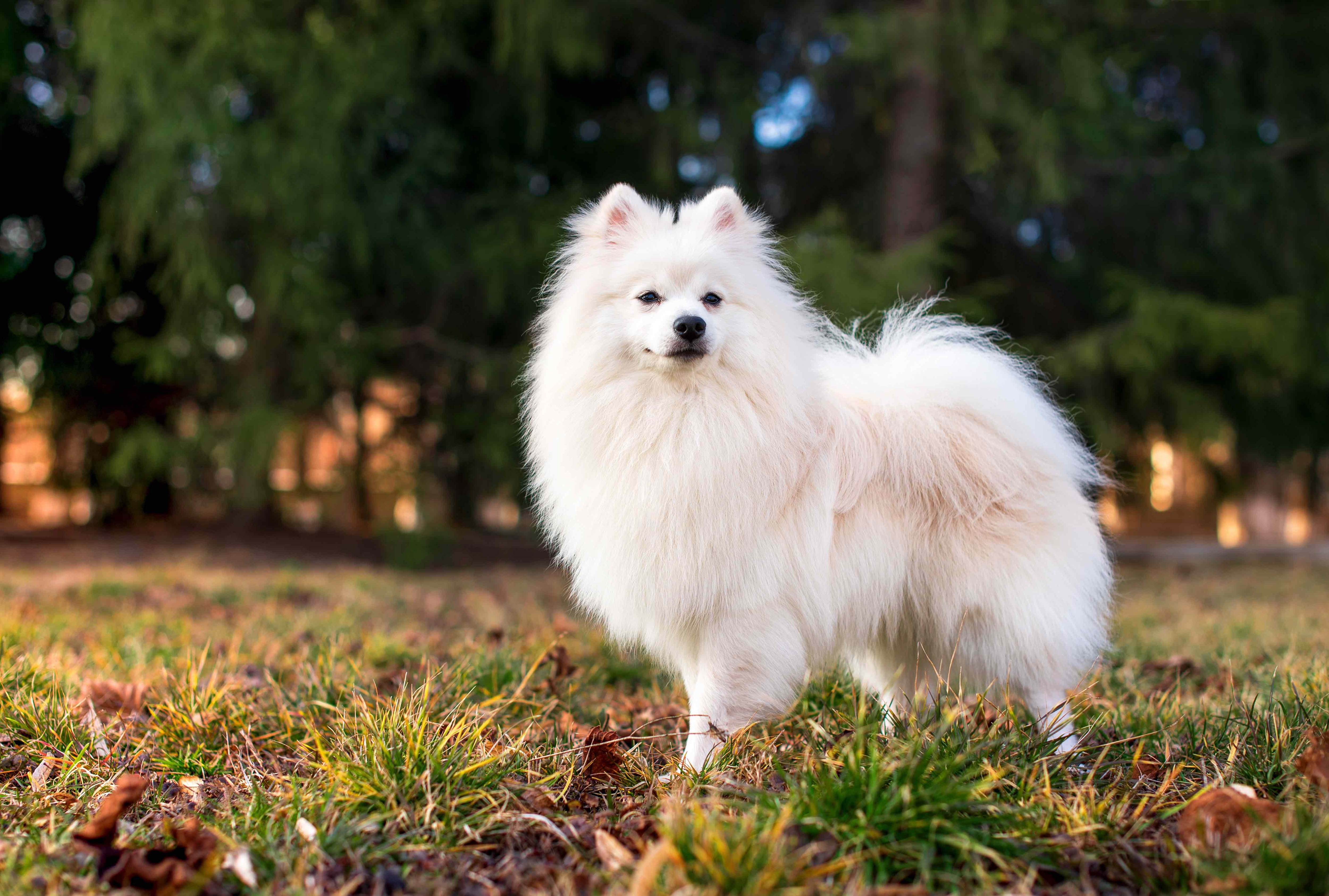  PetMD 