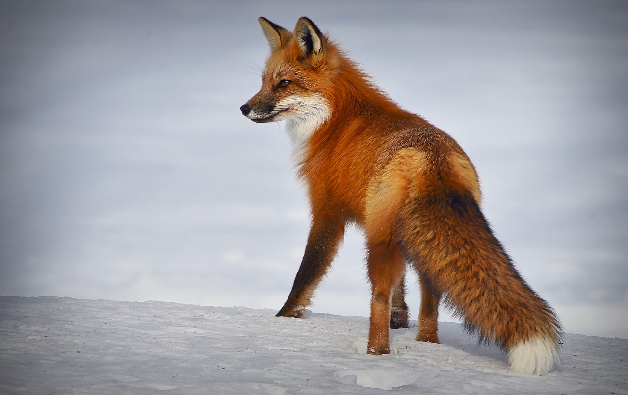  100,000+ Free Fox In The City & Fox Images - Pixabay 