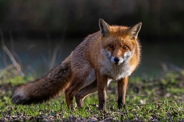  30,000+ Free Forest Fox & Fox Images - Pixabay Illustration 