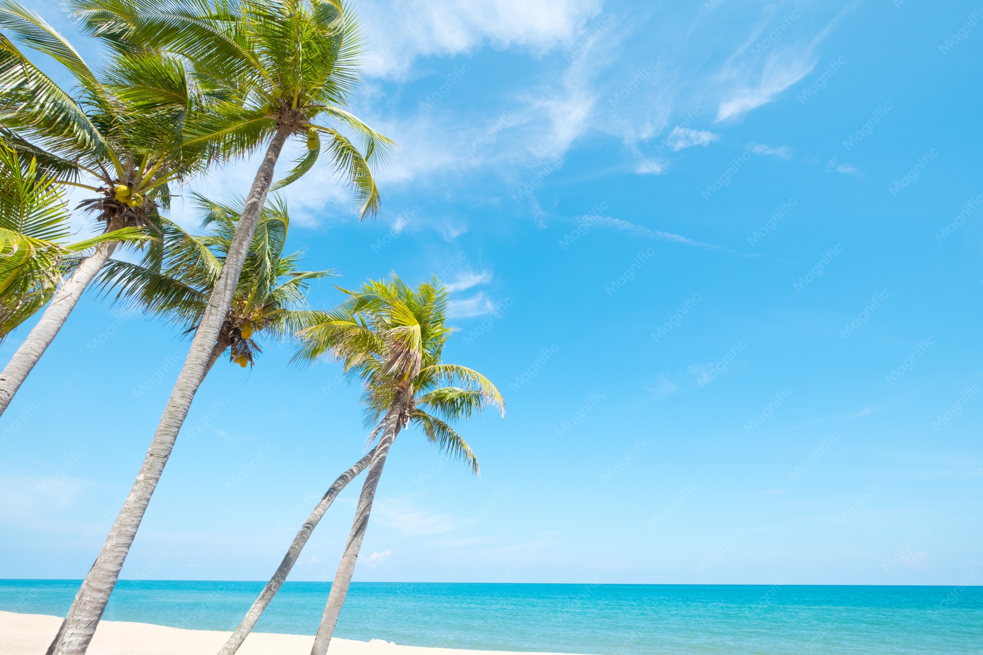 Premium Photo | Landscape of coconut palm tree on tropical beach in summer.