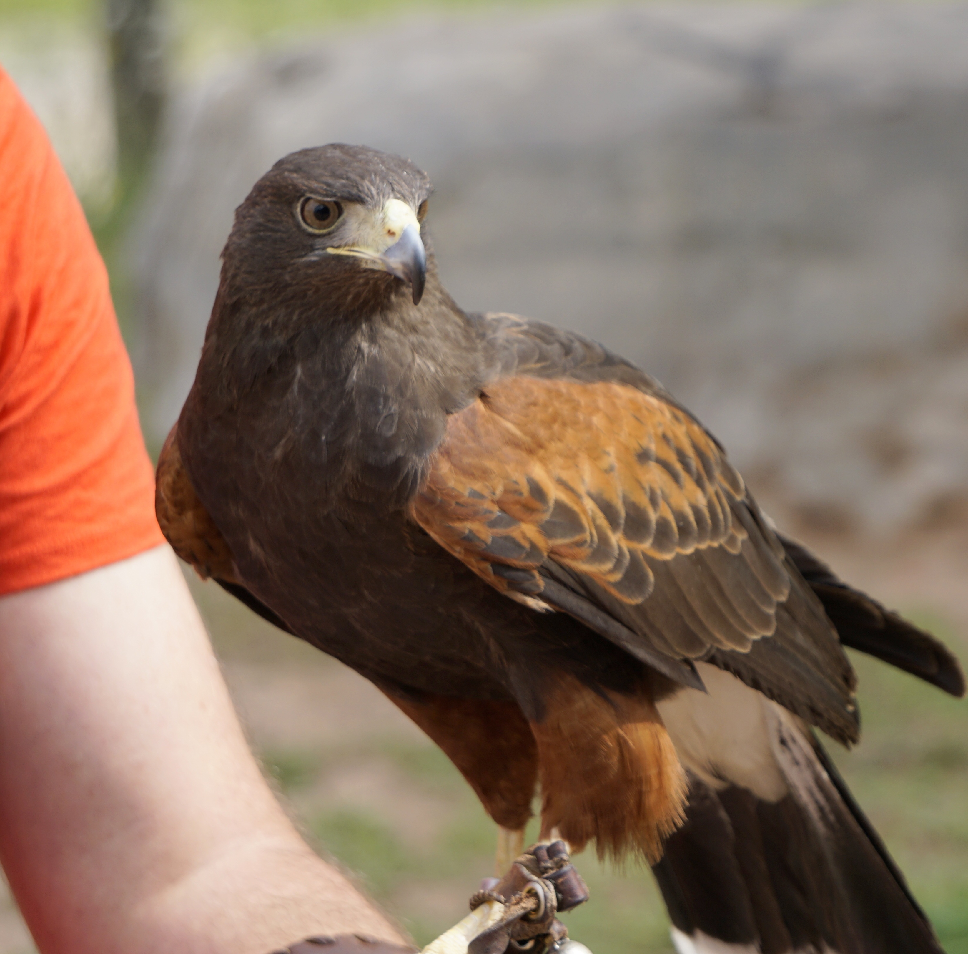  Free Images : nature, wing, peak, animal, wildlife, beak, hawk, fauna 