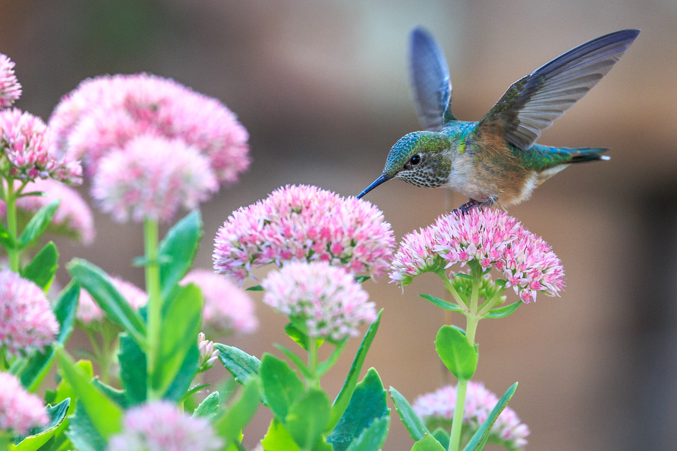  Images Gratuites : la nature, branche, fleur, oiseau, faune, vert Bildidee 