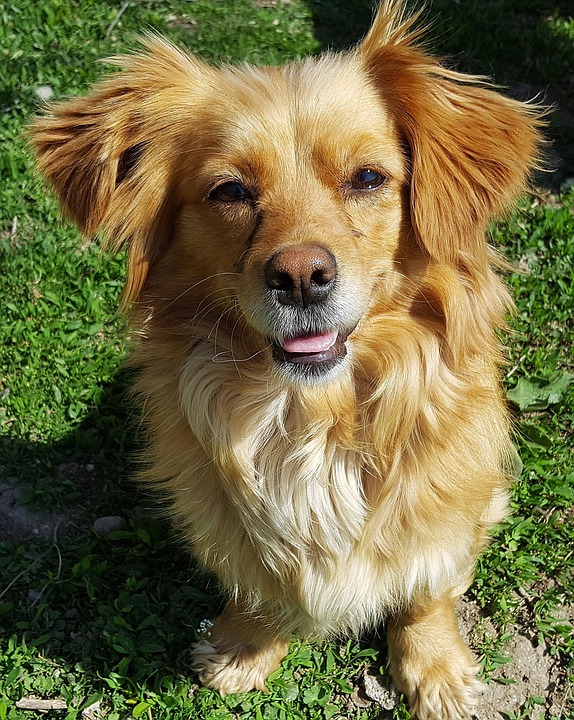  Young Dog Puppy Funny · Free photo on Pixabay Illustration 