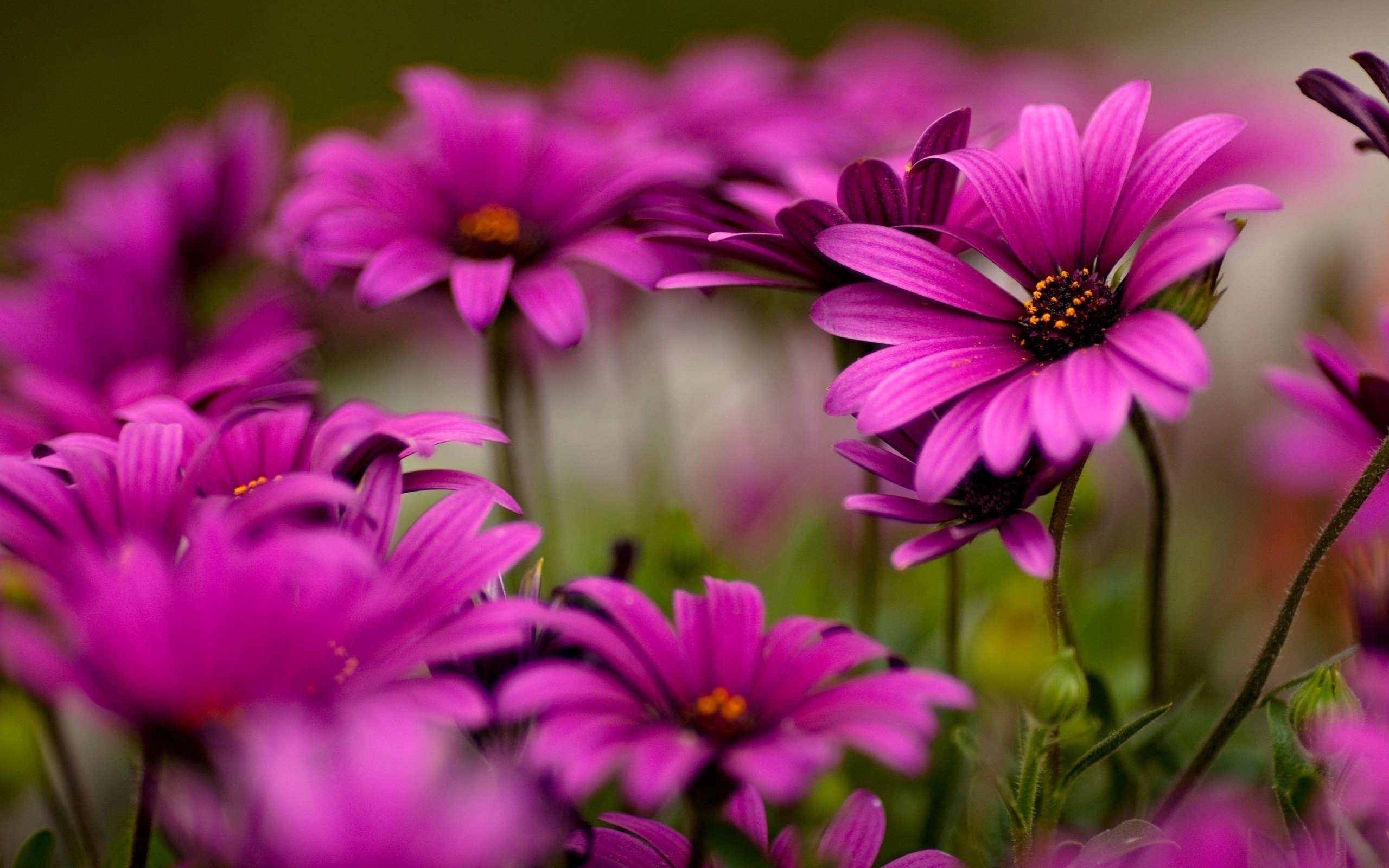  Nature Wallpaper 1920x1080 Flower Motiv 