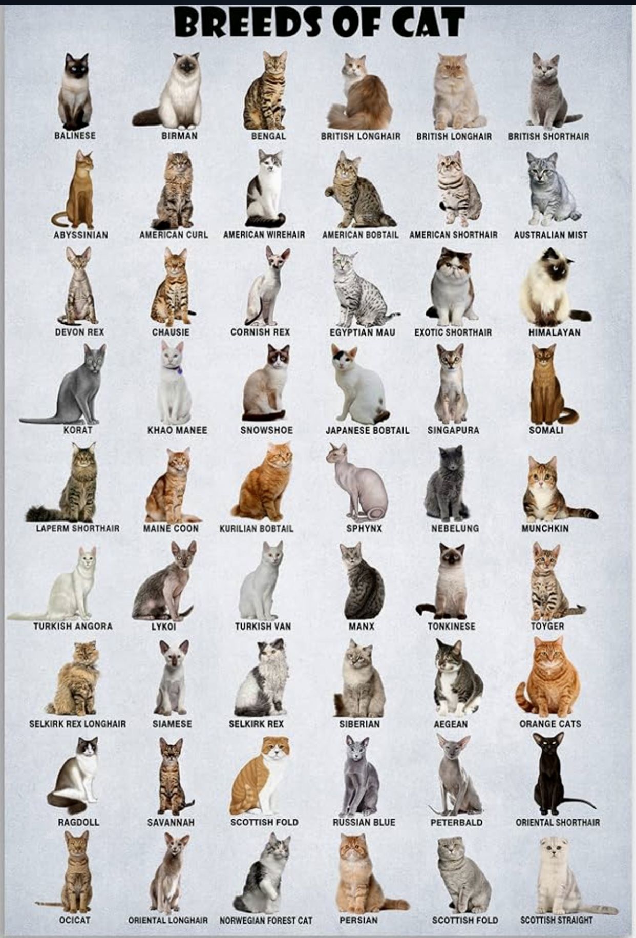 Pinterest | Cat breeds, Types of cats, Cat breeds list