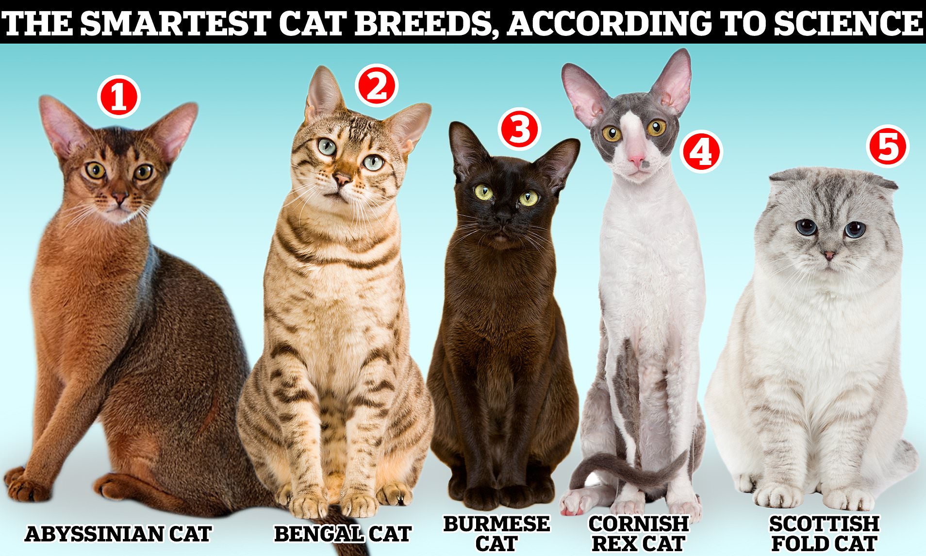 List Of All Cat Breeds