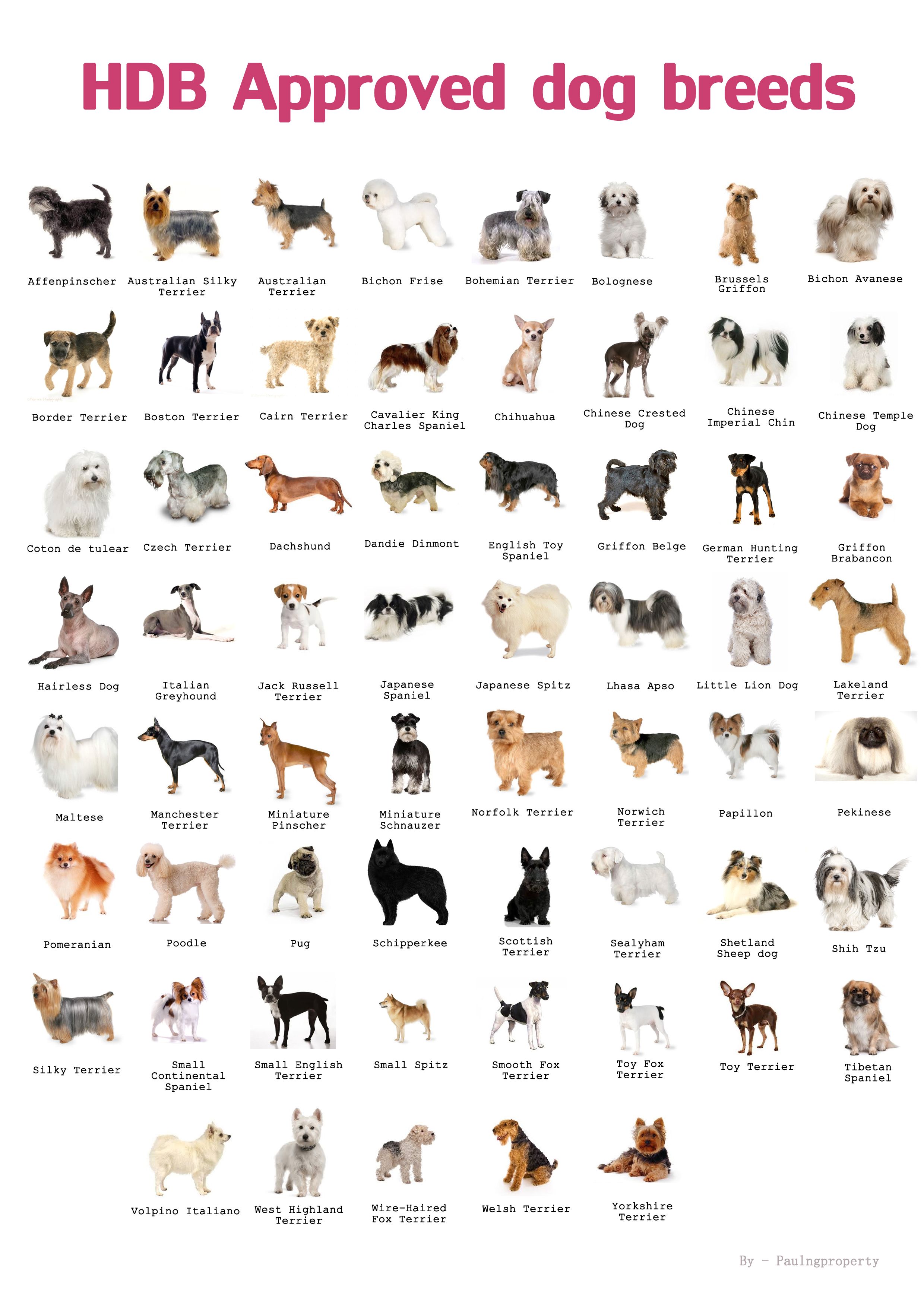Dog Breed