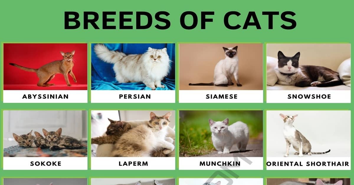  Foto zu Cat Breeds: 56 Cute Types of Cats in the World • 7ESL 