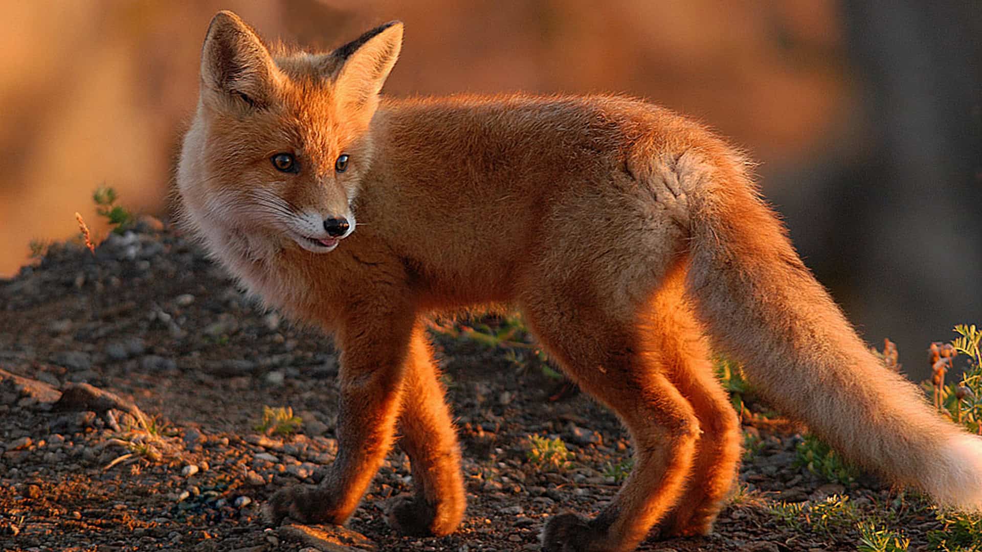  Fox Wallpapers HD 
