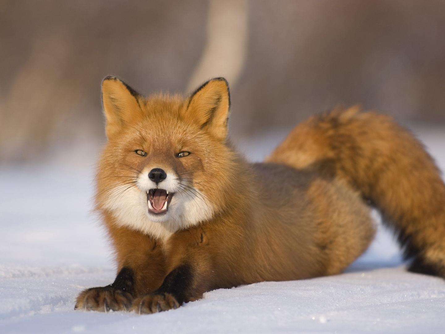  Red Fox 