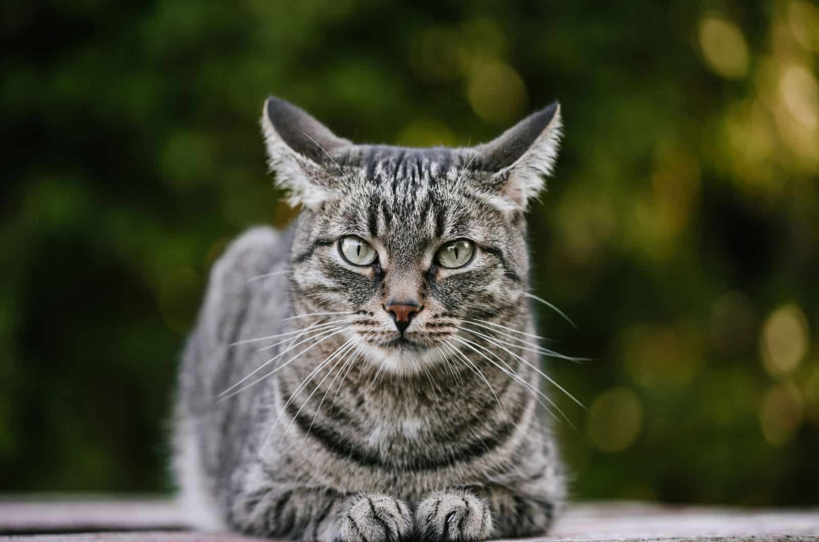  Cat Pictures Printable - UK Printable Hub Illustration 