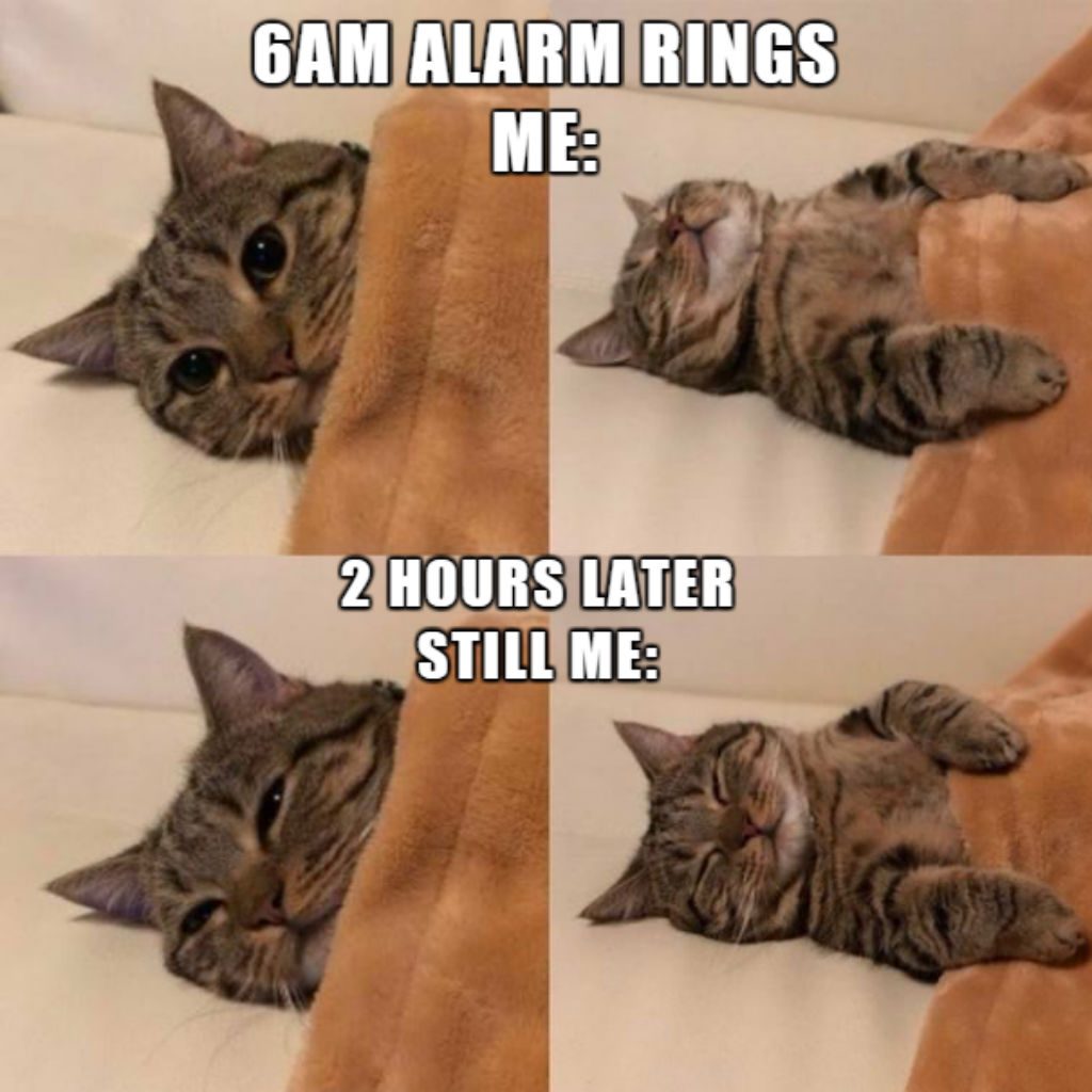  Foto zu 100 Funniest Cat Memes Ever 